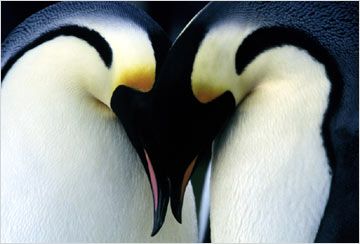 Imagem 3 do filme A Marcha dos Pinguins